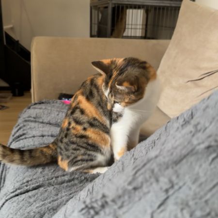 Missing British Short Hair Cats in Slough