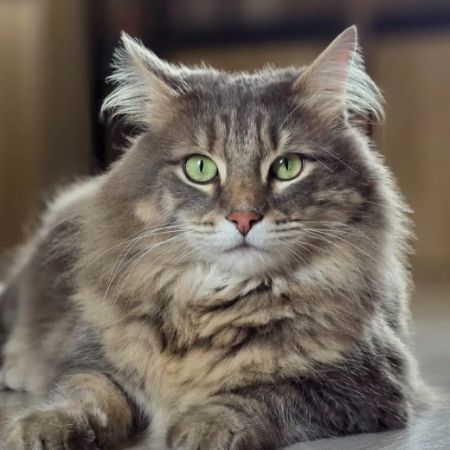 Missing Maine Coon Cats in Barnstaple