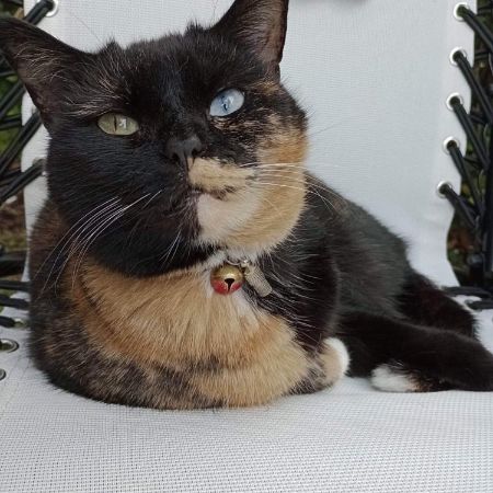 Missing Tortoiseshell Cats in WOLVERHAMPTON