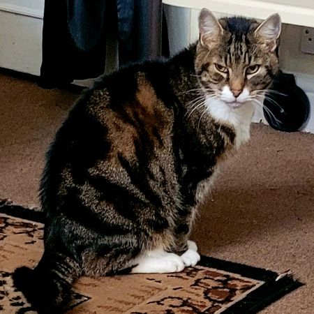 Missing Tabby Cats in Newcastle Upon Tyne