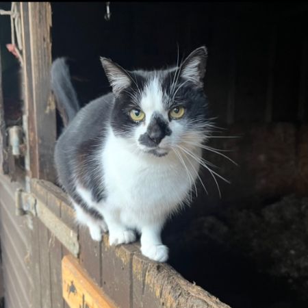 Missing Domestic Short Hair Cats in Rugeley 