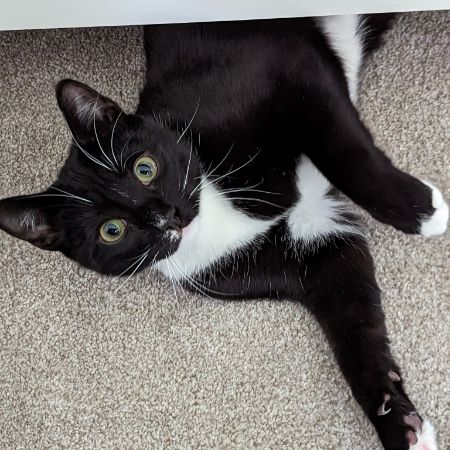 Missing Moggy Cats in Hailsham