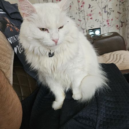 Missing Unknown - Other Cats in Clayton Manchester