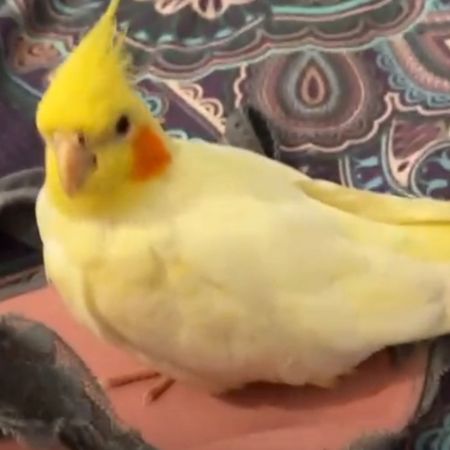Missing Cockatiel Birds in Rochdale - Lancashire
