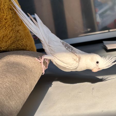 Missing Cockatiel Birds in Bedford 