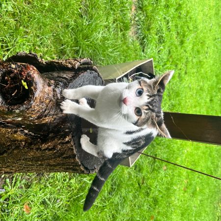 Missing Mixed Breed Cats in Shepperton
