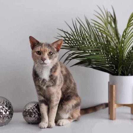 Missing British Short Hair Cats in Kirkby 