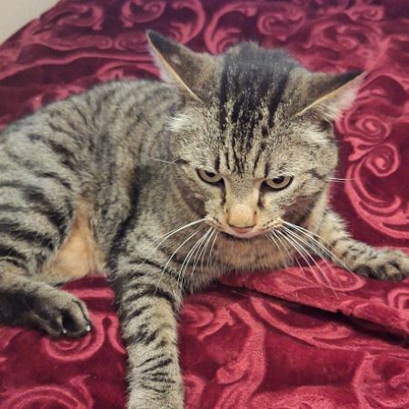 Missing Moggy Cats in Minster On Sea