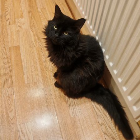 Missing Unknown - Other Cats in London