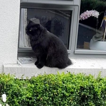 Missing Domestic Short Hair Cats in Belfast 