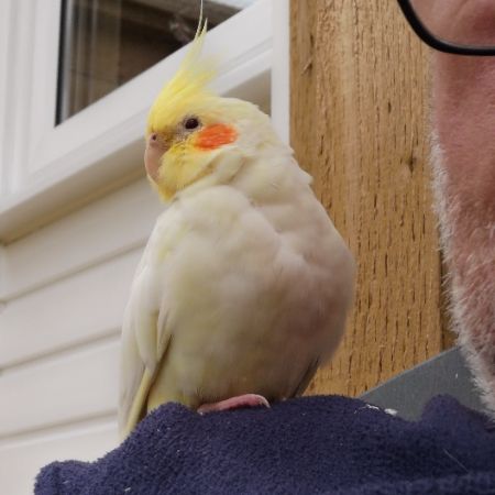 Missing Cockatiel Birds in Bodmin