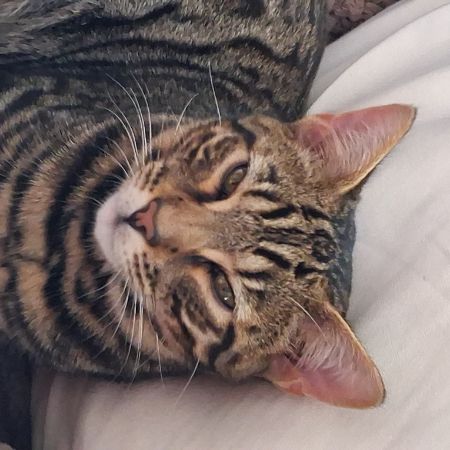 Missing Domestic Short Hair Cats in Bacton, Stowmarket 