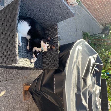 Missing Tabby Cats in Watford Wd25 9ue