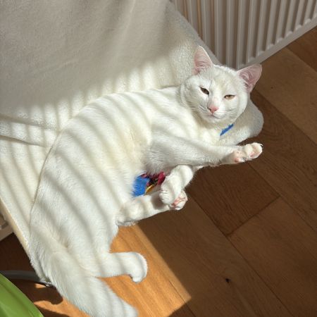 Missing Domestic Short Hair Cats in Burnham On Sea 