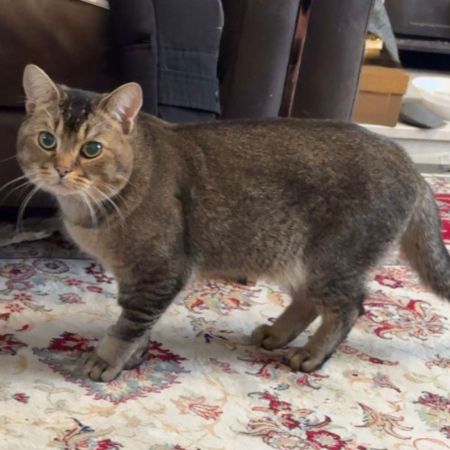 Missing British Short Hair Cats in Brentry