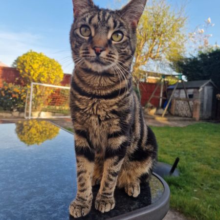 Missing Domestic Short Hair Cats in Doncaster 
