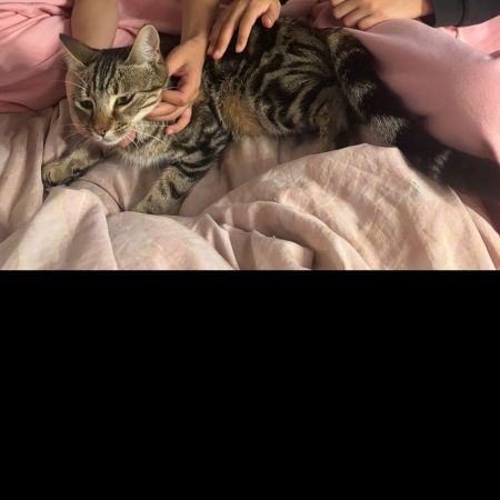 Missing Domestic Short Hair Cats in Southall 