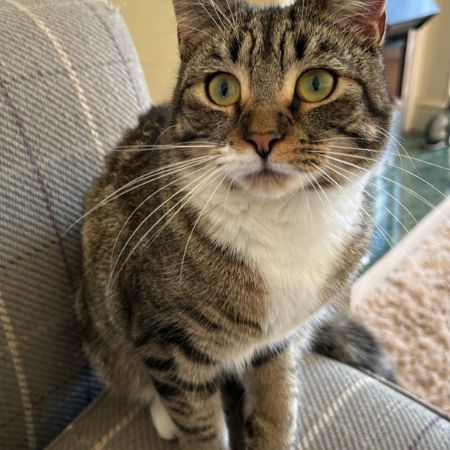 Missing Tabby Cats in York