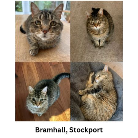 Missing Tabby Cats in Bramhall, Stockport