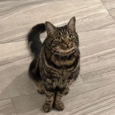 Missing Tabby Cats in Northampton 