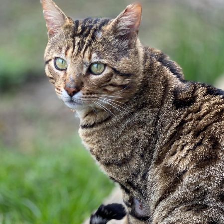 Missing Bengal Cats in Feltham