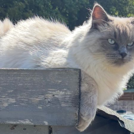Missing Ragdoll Cats in Congleton 