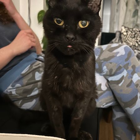 Missing Domestic Short Hair Cats in Basildon