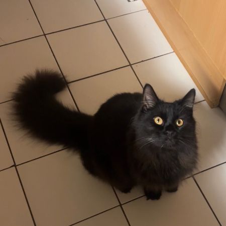 Missing Semi-Long Hair Cats in Walmley 