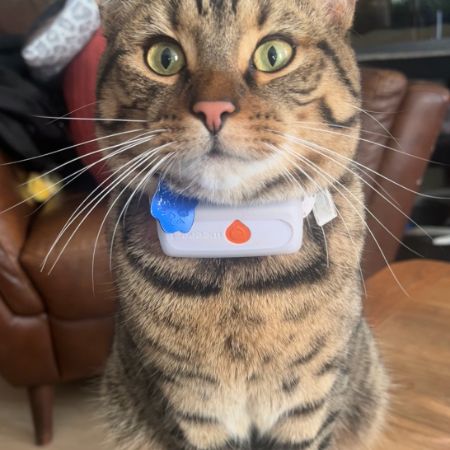 Missing Domestic Short Hair Cats in Chester