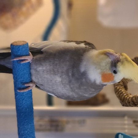Missing Cockatiel Birds in Clydebank