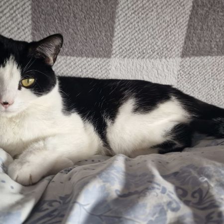 Missing Unknown - Other Cats in South Harrow 