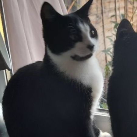 Missing Domestic Short Hair Cats in Leighton Buzzard