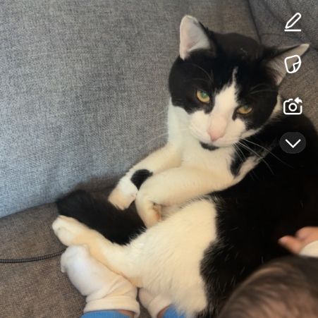 Missing Domestic Short Hair Cats in Manchester 