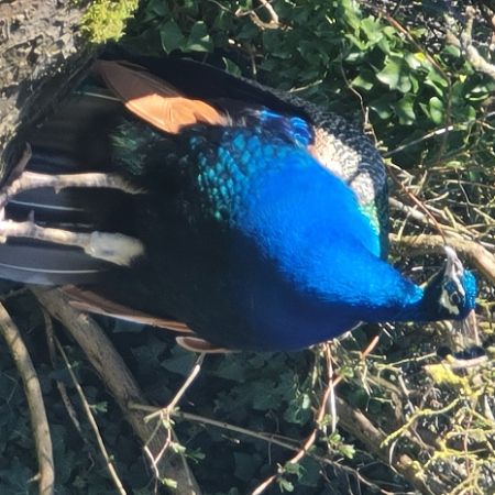 Missing Peacock Birds in Brampton