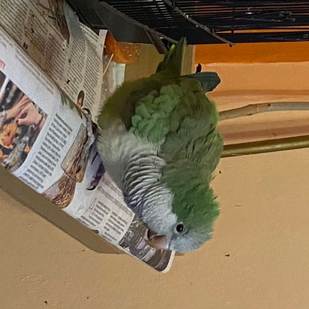 Missing Parrot, Parakeet Birds in Bellingham