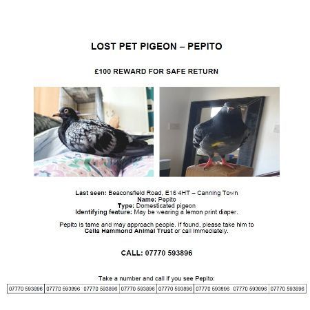 Missing Pigeon Birds in Canning Town