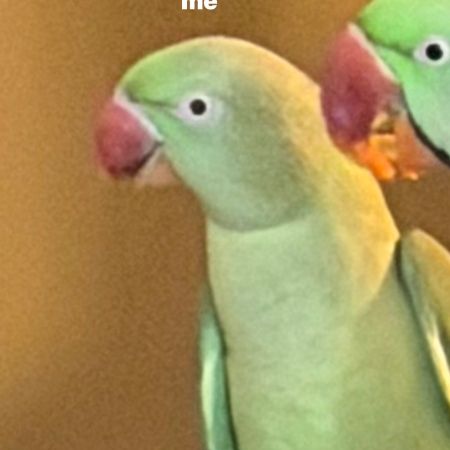 Missing Parrot, Parakeet Birds in Leicester Glen Filed