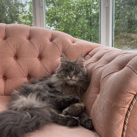 Missing Maine Coon Cats in Badby