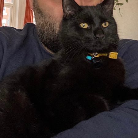 Missing Mixed Breed Cats in Levenshulme