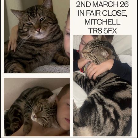 Missing Tabby Cats in Mitchell