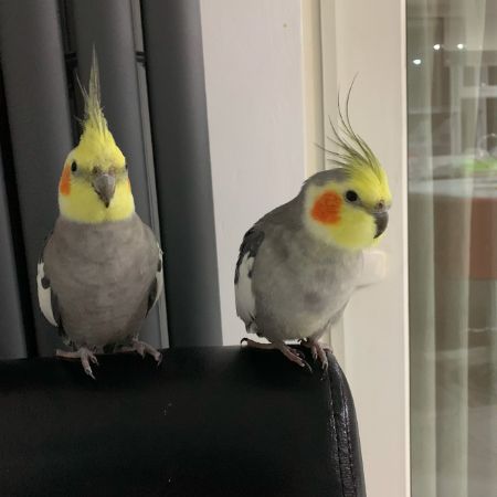 Missing Cockatiel Birds in Leicester 