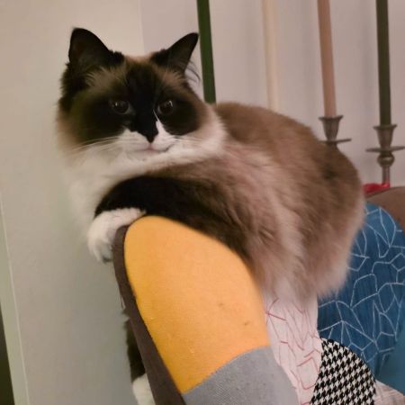 Missing Ragdoll Cats in Hertford