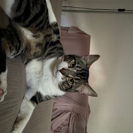 Missing Tabby Cats in London