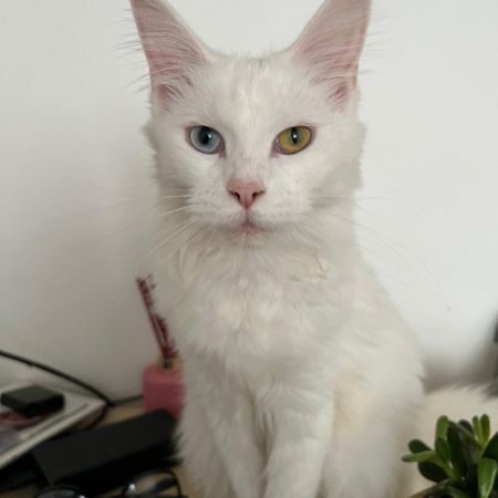 Missing Maine Coon Cats in Cambridge