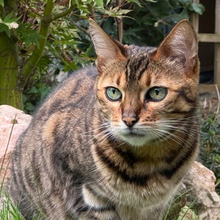 Missing Bengal Cats in Highclere