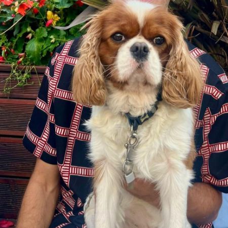 Missing Spaniel Dogs in London