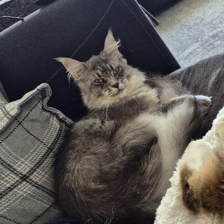 Missing Maine Coon Cats in Edlesborough