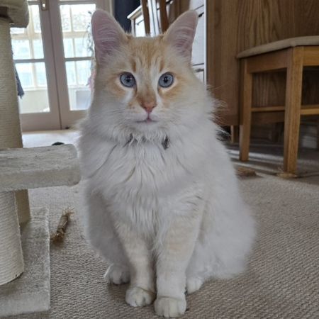 Missing Turkish Van Cats in Wroxham