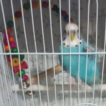 Missing Budgie Birds in Bradford