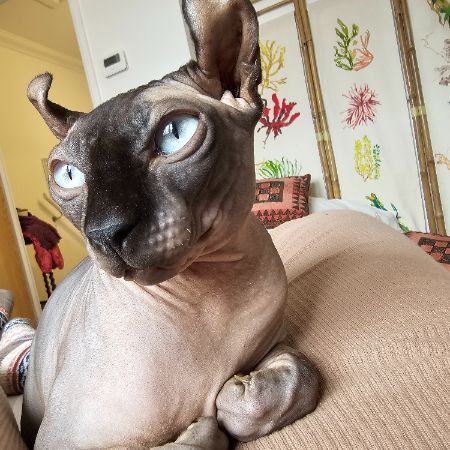Missing Sphynx Cats in Saxmundham 